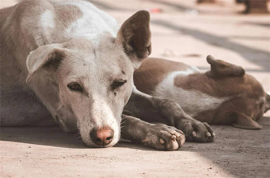 Why Is My Dog's Stomach Gurgling? 5 Common Causes & When to Worry