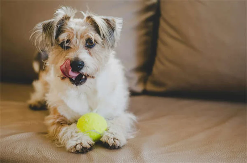 Why Is My Dog's Stomach Gurgling? 5 Common Causes & When to Worry