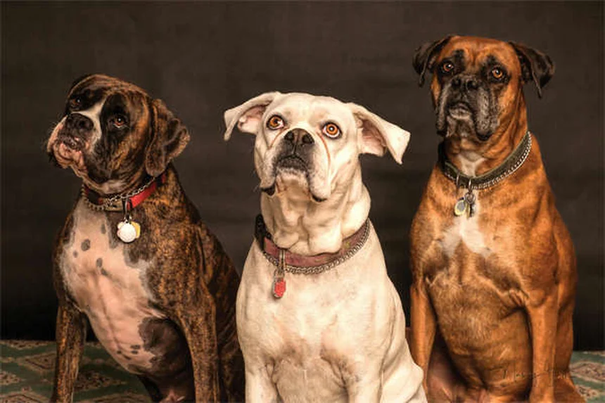 Why Is My Dog's Stomach Gurgling? 5 Common Causes & When to Worry