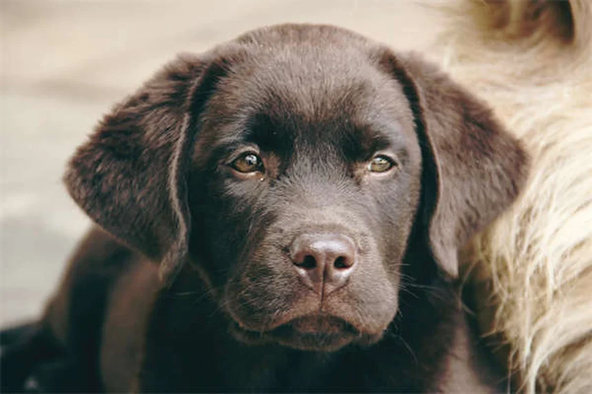 When Is a Dog Considered a Senior? Age Guide by Breed Size