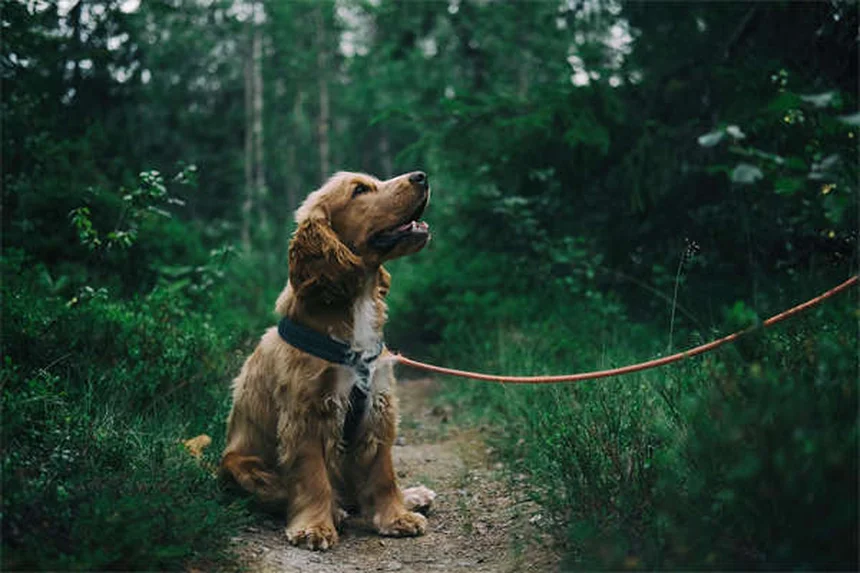 When Is a Dog Considered a Senior? Age Guide by Breed Size