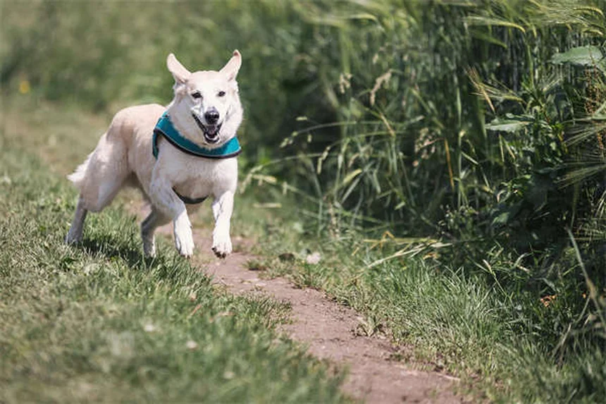 When Is a Dog Considered a Senior? Age Guide by Breed Size