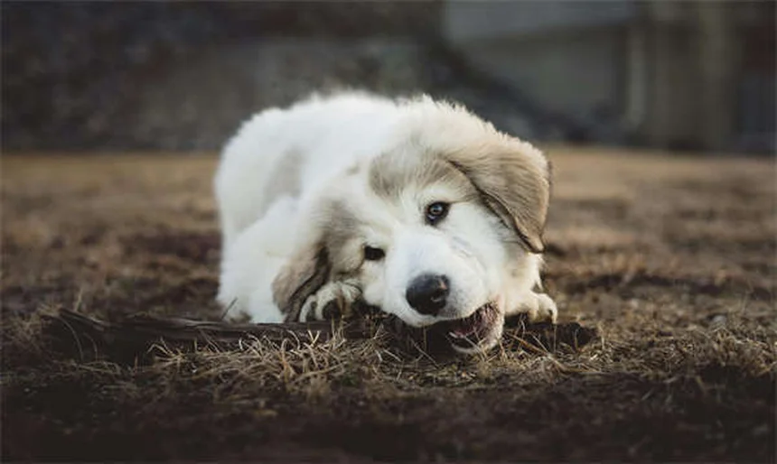 Deer Ticks: 5 Essential Facts to Protect Your Family & Pets
