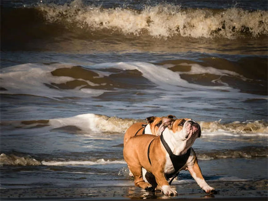 Deer Ticks: 5 Essential Facts to Protect Your Family & Pets