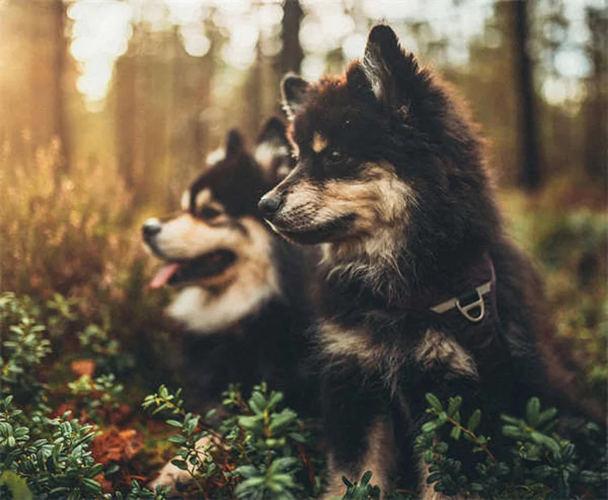 Rocky Mountain Spotted Fever in Dogs: Symptoms & Treatment Guide