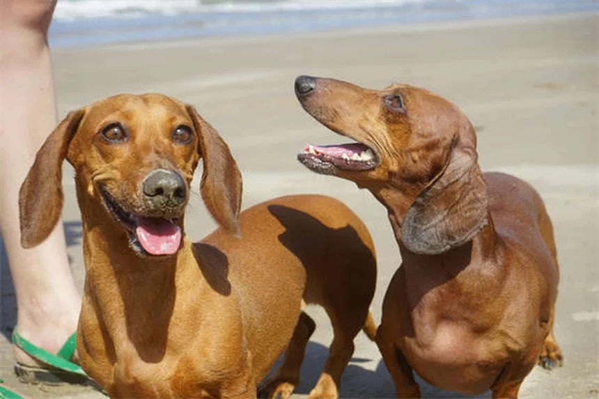 Rocky Mountain Spotted Fever in Dogs: Symptoms & Treatment Guide