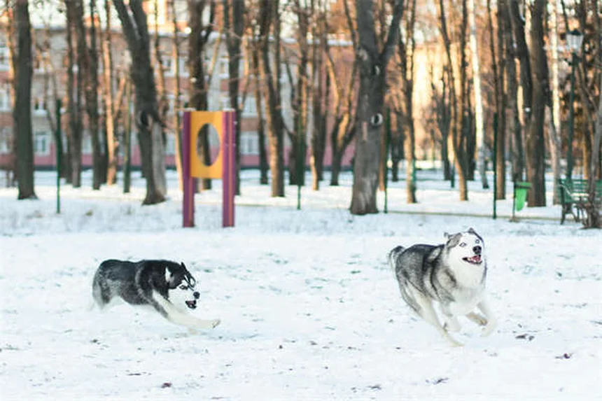 Rocky Mountain Spotted Fever in Dogs: Symptoms & Treatment Guide
