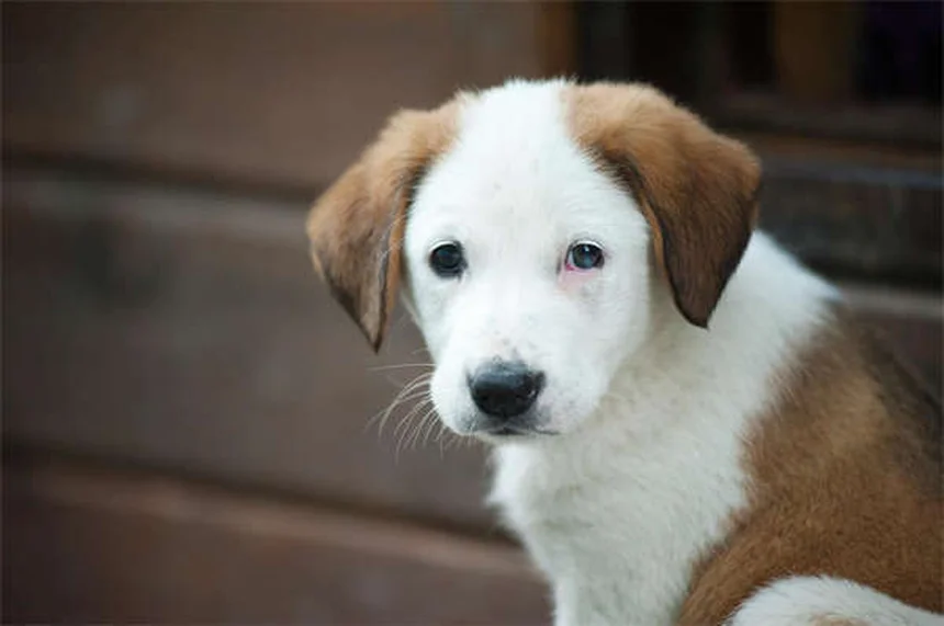 How to Train Your Dog to Come Every Time: Expert Recall Tips