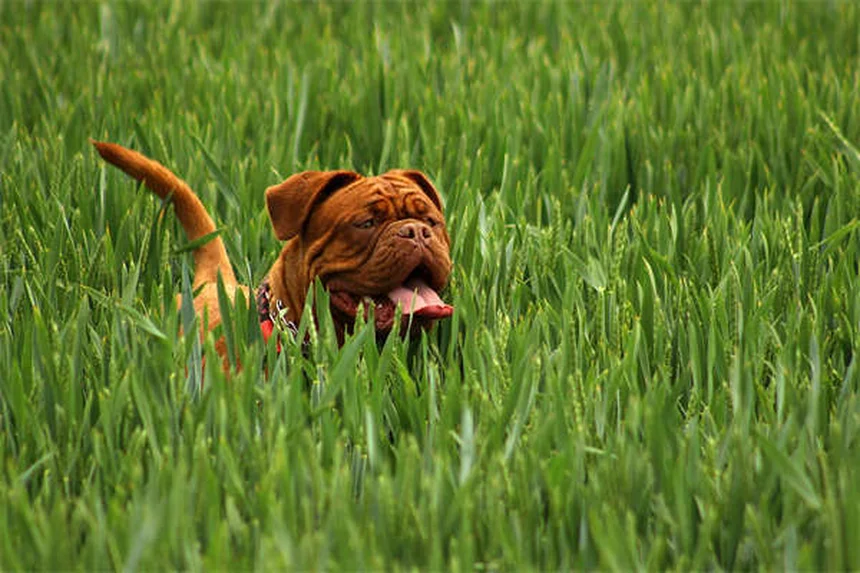 How to Train Your Dog to Come Every Time: Expert Recall Tips