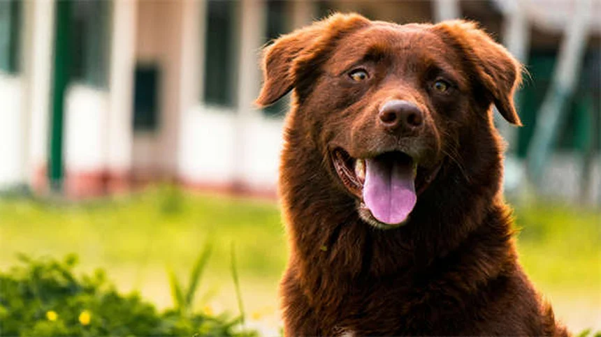 How to Train Your Dog to Come Every Time: Expert Recall Tips