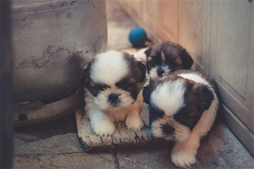 Mitral Valve Disease in Dogs: Symptoms, Treatment & Prevention