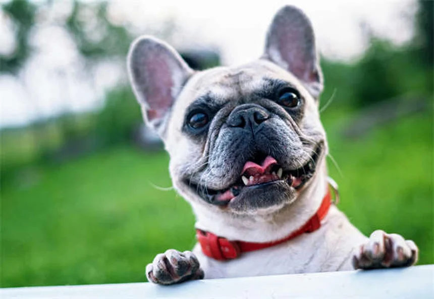 Dog Fever Symptoms: 5 Warning Signs Every Pet Owner Should Know