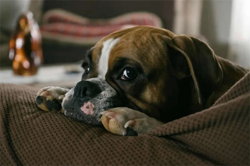 5 Common Dog Weight Gain Mistakes You're Probably Making