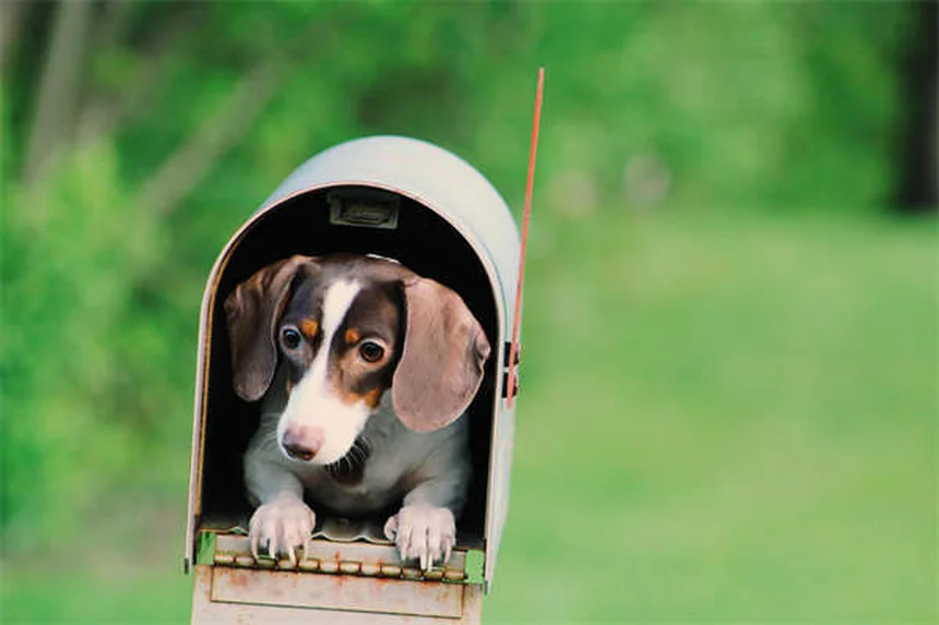 5 Common Dog Weight Gain Mistakes You're Probably Making