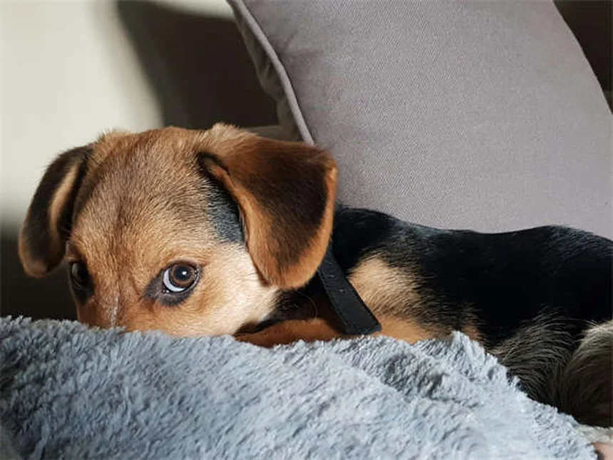 5 Common Dog Weight Gain Mistakes You're Probably Making