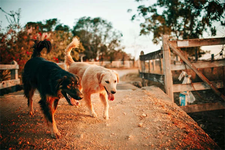 Dog Ascites: 5 Warning Signs Your Pup's Belly Swelling Is Serious