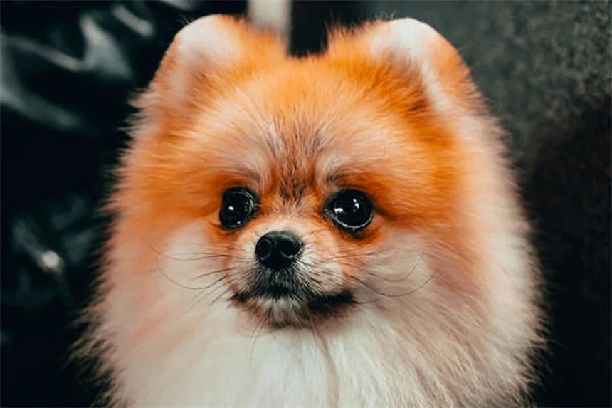 Dog Ascites: 5 Warning Signs Your Pup's Belly Swelling Is Serious