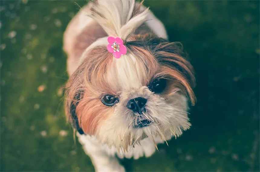 Dog Ascites: 5 Warning Signs Your Pup's Belly Swelling Is Serious