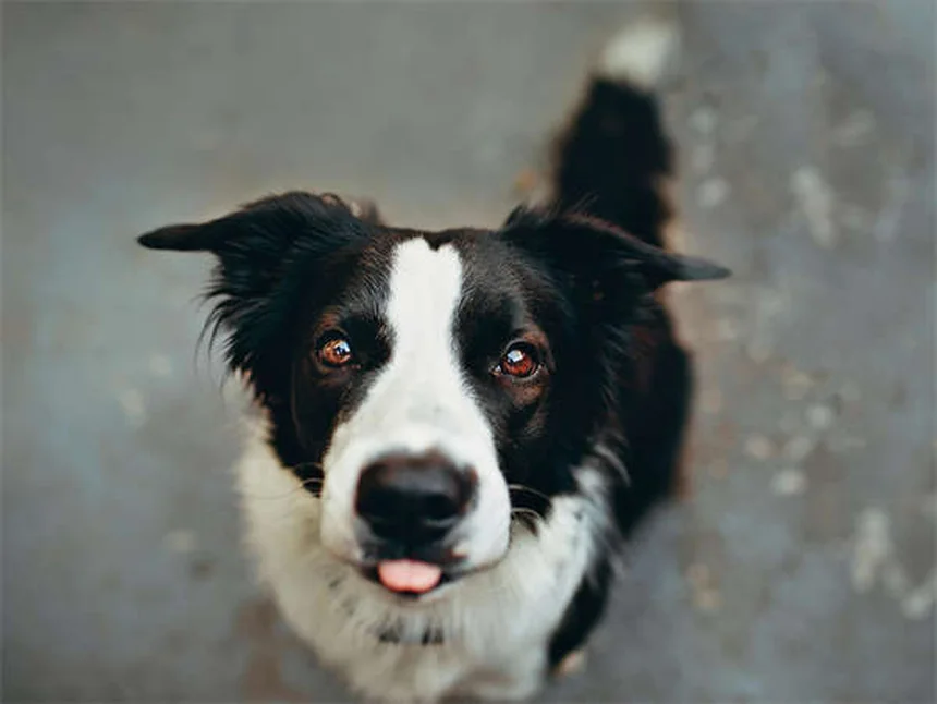Rabbit Encephalitis: 5 Warning Signs Every Owner Should Know