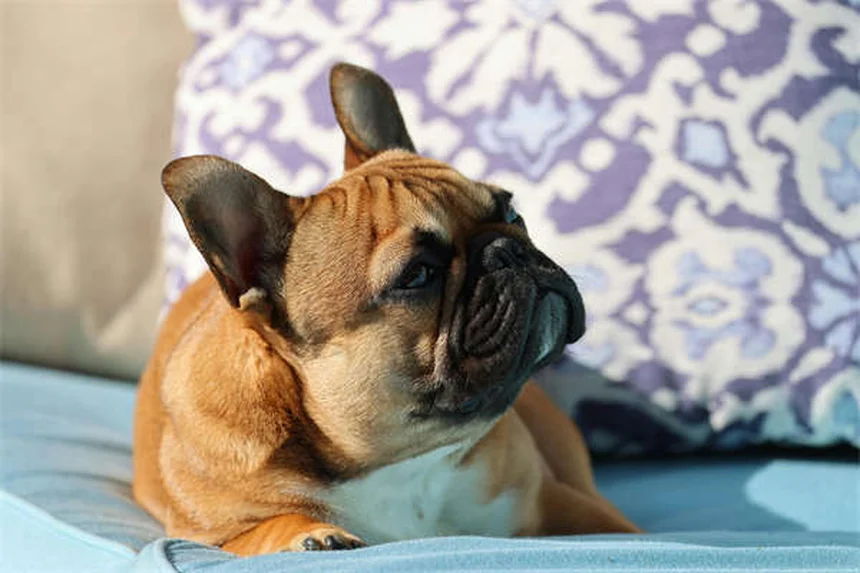 Guinea Pig Pink Eye: 5 Signs & How to Treat Conjunctivitis Fast
