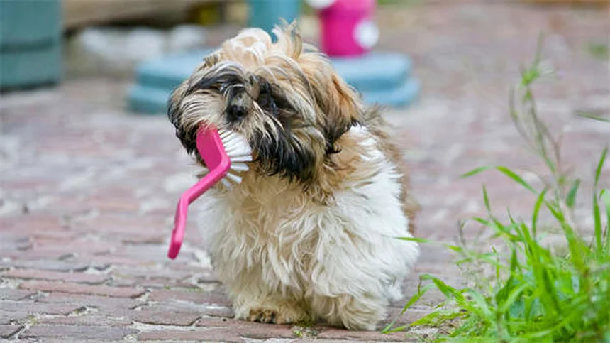 Guinea Pig Pink Eye: 5 Signs & How to Treat Conjunctivitis Fast