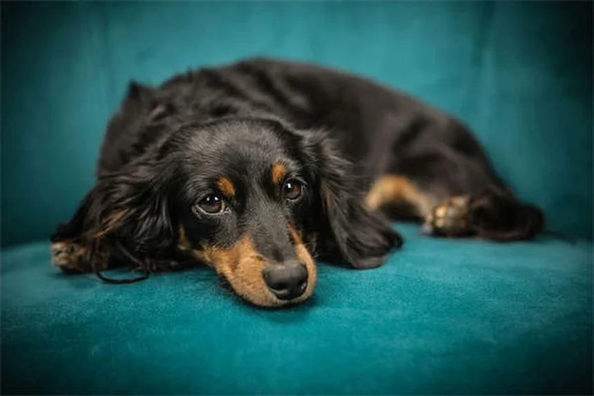 Best Dog Breeds for First-Time Owners: 21 Perfect Pups for New Pet Parents