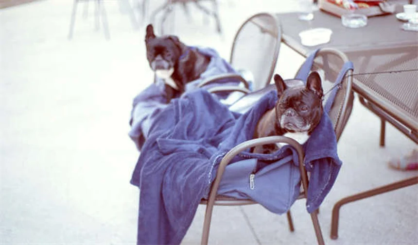 Best Dog Breeds for First-Time Owners: 21 Perfect Pups for New Pet Parents