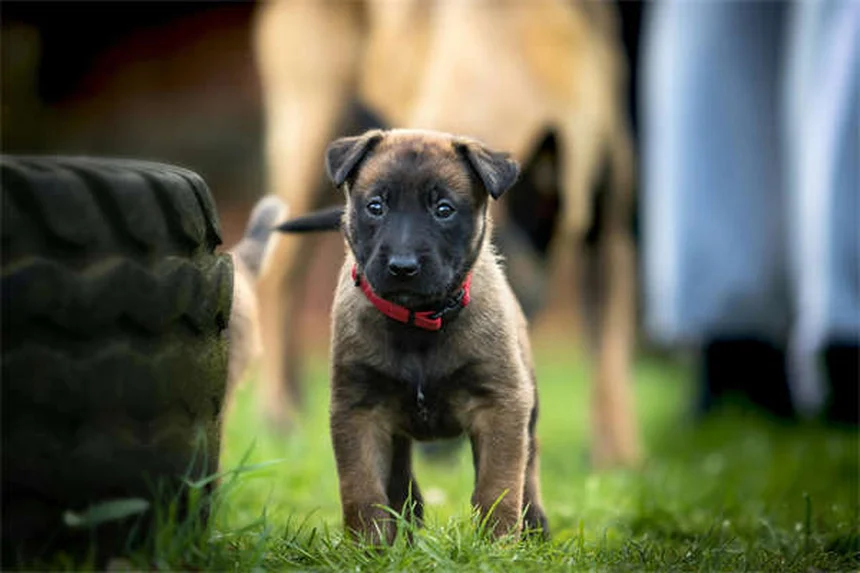 Best Dog Breeds for First-Time Owners: 21 Perfect Pups for New Pet Parents