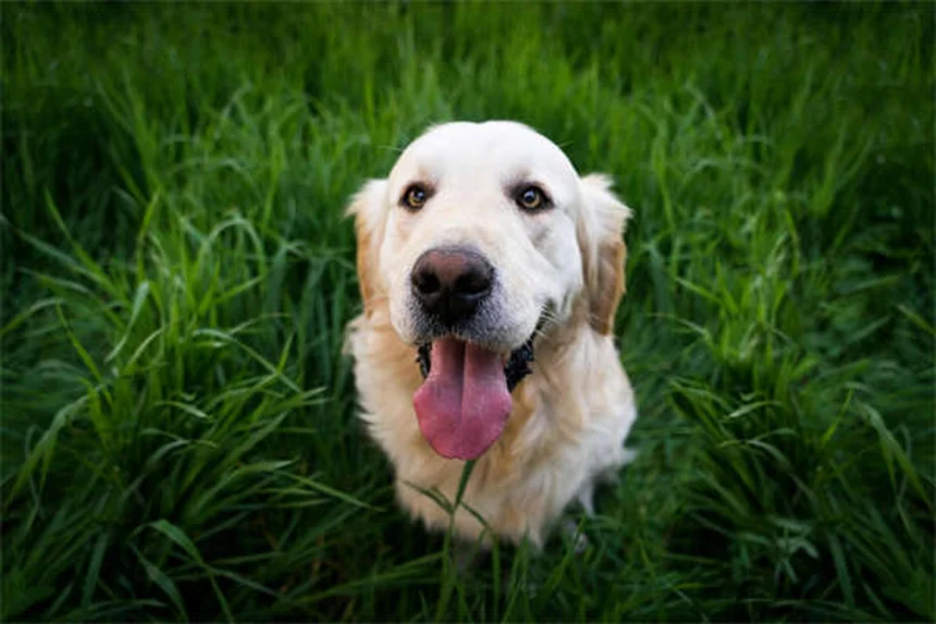 Adequan Canine for Dogs: The Ultimate Guide to Joint Health