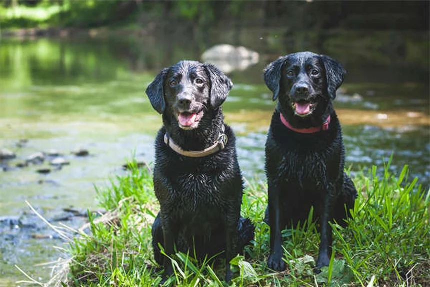 Adequan Canine for Dogs: The Ultimate Guide to Joint Health