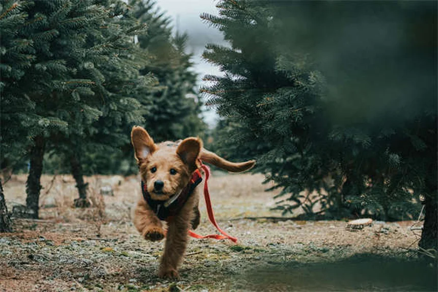 Hamster Pneumonia: 5 Warning Signs Every Owner Should Know