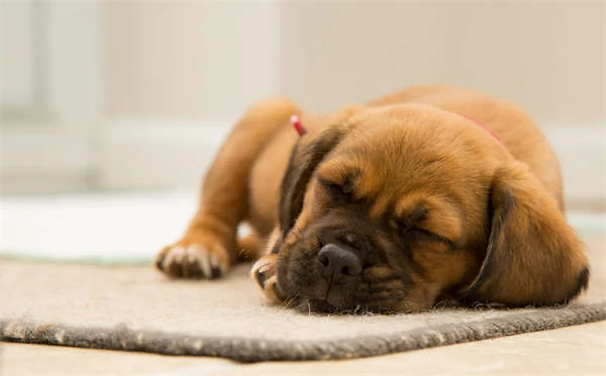Why Do Cats Sleep on Your Head? 5 Surprising Reasons
