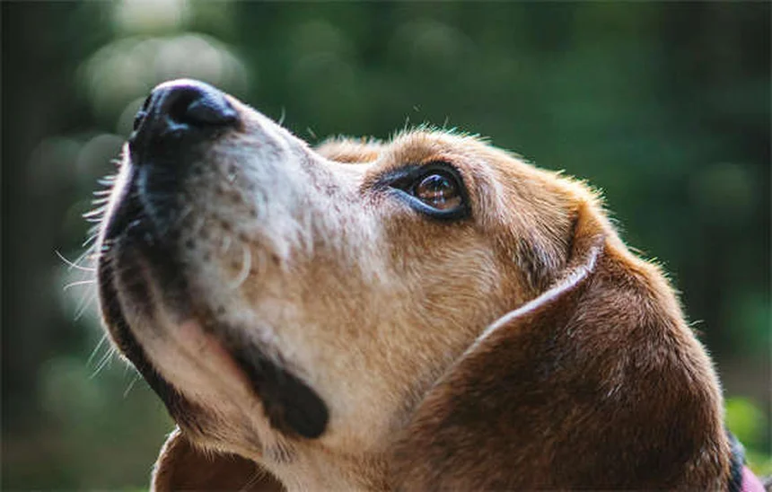 Nocturnal vs Crepuscular Pets: Key Differences & Best Nighttime Companions