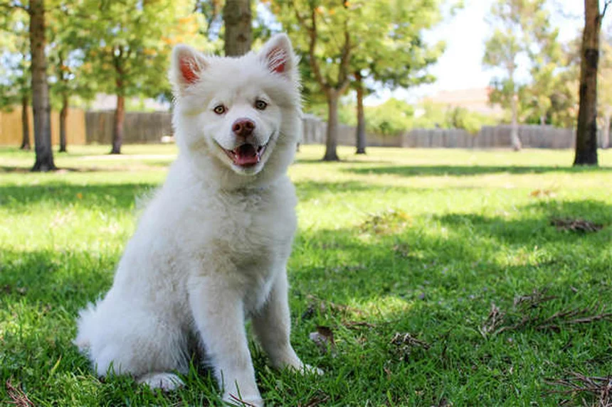 Nocturnal vs Crepuscular Pets: Key Differences & Best Nighttime Companions