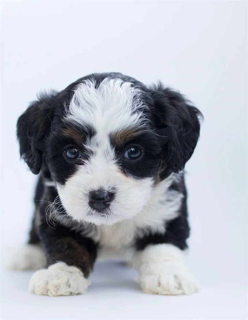 Flea and Tick Prevention: 7 Common Mistakes to Avoid for Healthy Pets