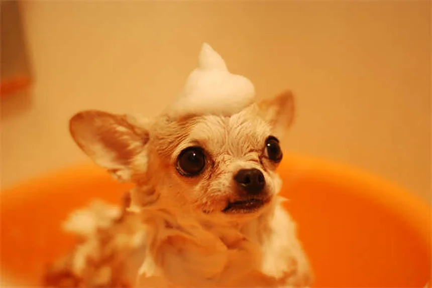 Flea and Tick Prevention: 7 Common Mistakes to Avoid for Healthy Pets