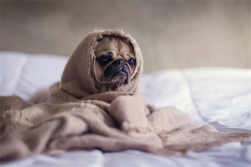 Flea and Tick Prevention: 7 Common Mistakes to Avoid for Healthy Pets