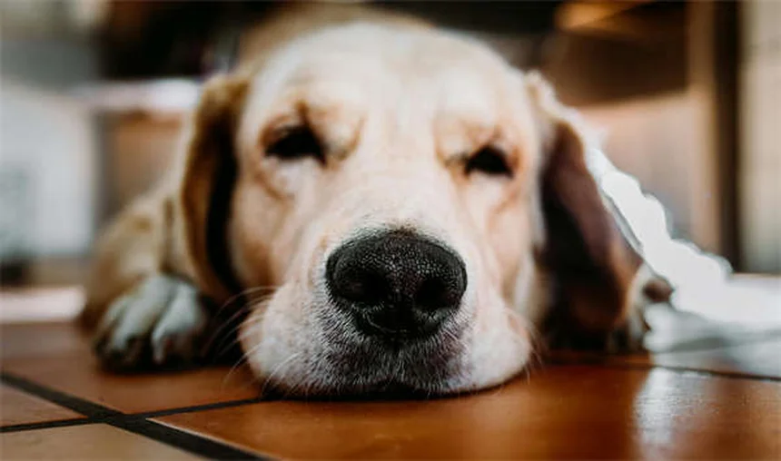 How to Get Rid of Fleas on Puppies: 5 Vet-Approved Steps