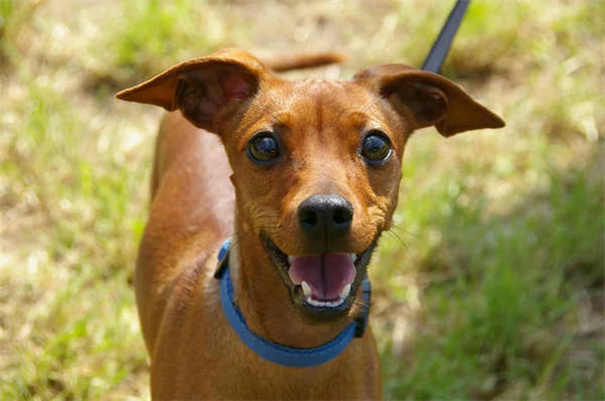 How to Get Rid of Fleas on Puppies: 5 Vet-Approved Steps