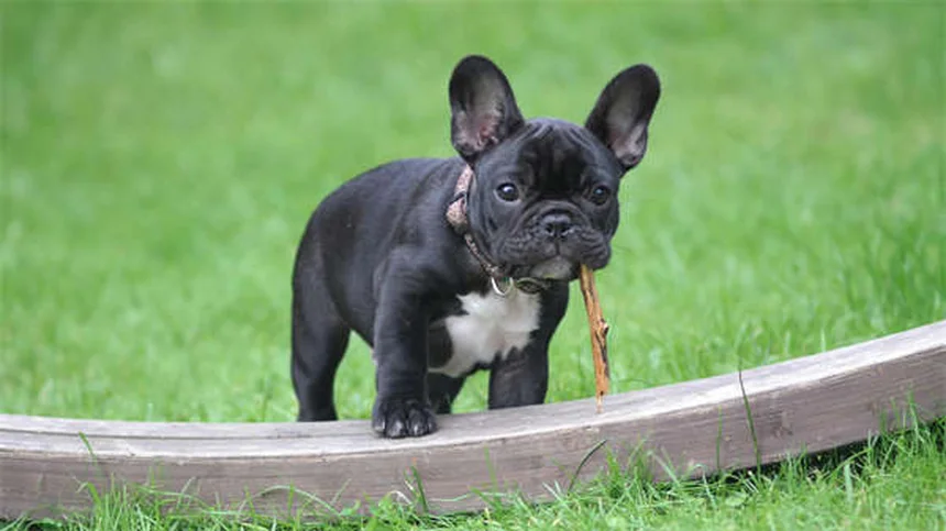 Cat Lumps and Bumps: What Every Pet Parent Needs to Know