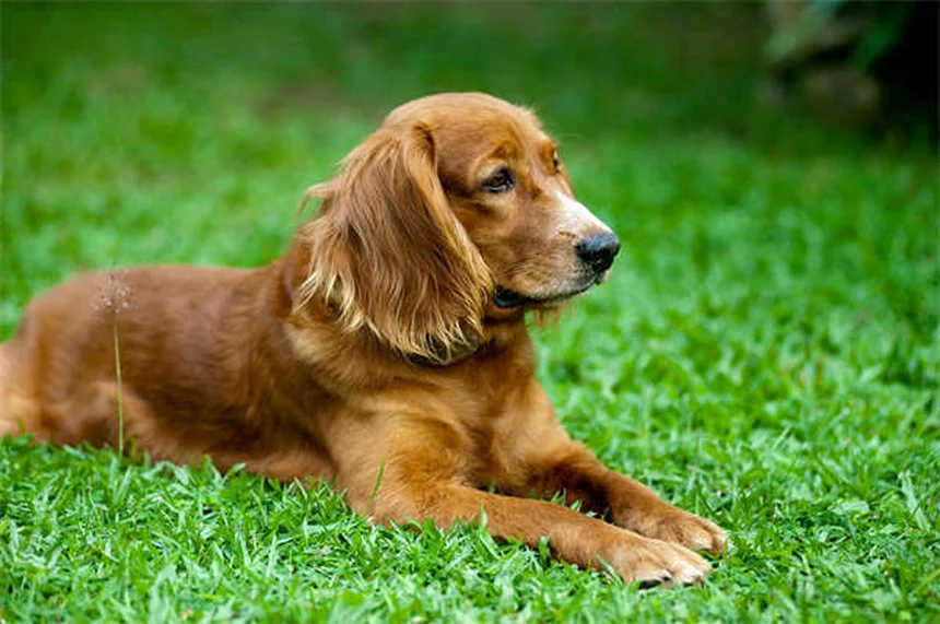 Cat Lumps and Bumps: What Every Pet Parent Needs to Know
