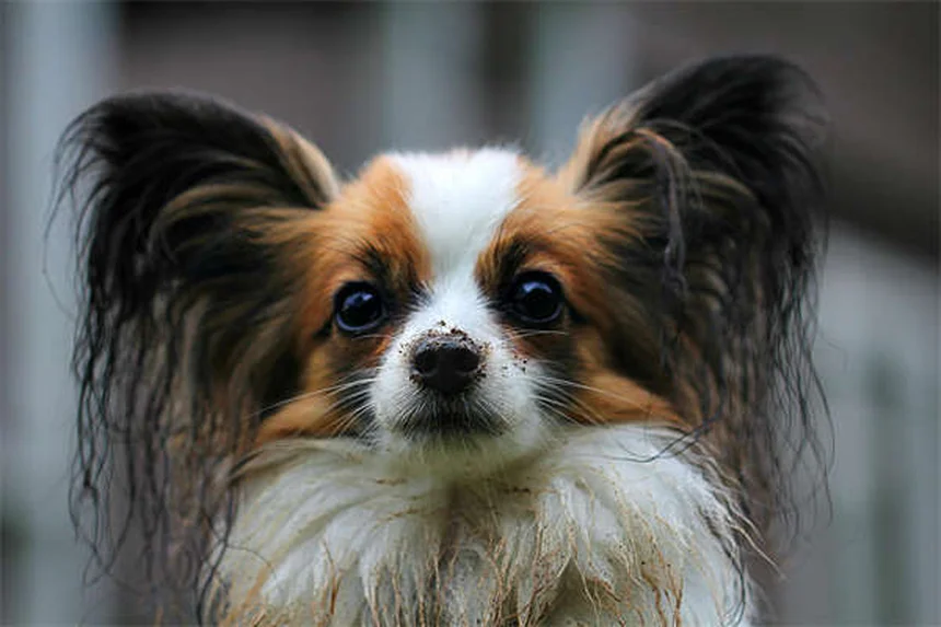 Guinea Pig Not Eating? 5 Critical Signs & What to Do Now