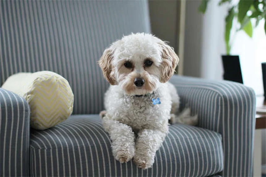 Dog Diarrhea: 5 Must-Know Facts Every Pet Owner Needs