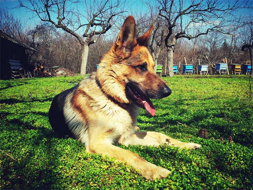Dog Diarrhea: 5 Must-Know Facts Every Pet Owner Needs