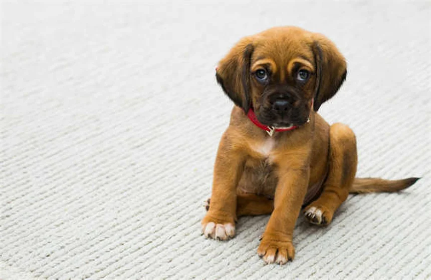 Fibrosarcoma in Dogs: Symptoms, Treatment & Survival Guide
