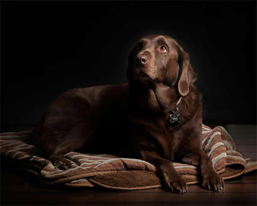 Fibrosarcoma in Dogs: Symptoms, Treatment & Survival Guide