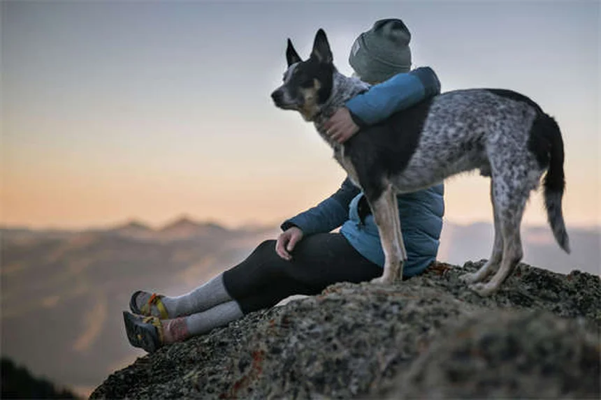 Dog Muscle Spasms: 5 Signs Your Pup Needs Vet Attention Now
