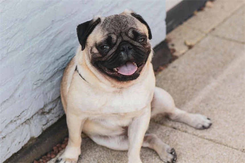 How to Remove a Tick from Your Dog Safely in 5 Easy Steps