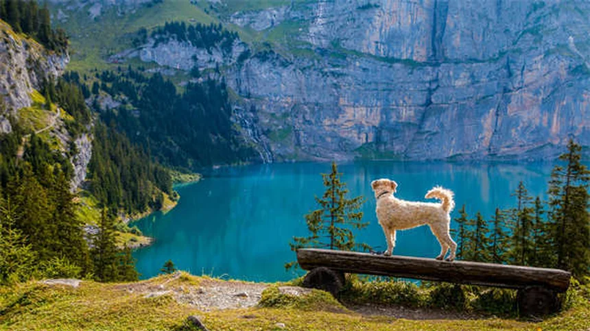 How to Remove a Tick from Your Dog Safely in 5 Easy Steps