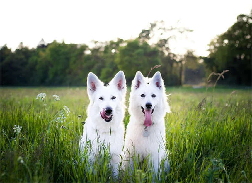How to Remove a Tick from Your Dog Safely in 5 Easy Steps